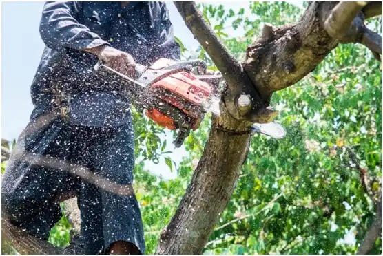 tree services Cherryvale